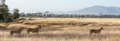 réserve de Samburu / Samburu game reserve