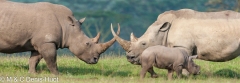 rhinocéros blanc / white rhino