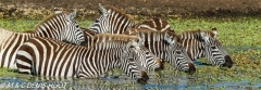 zèbre de Grant / Grant's zebra