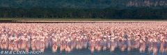 flamant nain / lesser flamingo