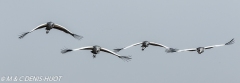 grue royale / crowned crane