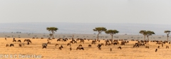 migration des gnous / wildebeest migration