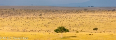 migration des gnous / wildebeest migration