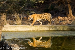 tigre du Bengale / bengal tiger
