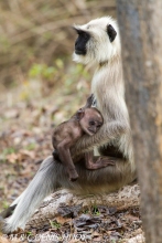 entelle de l'Inde / gray langur