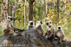 entelle de l'Inde / gray langur