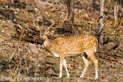 chital