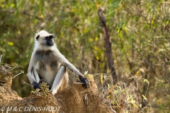 entelle de l'Inde / gray langur