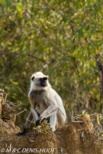 entelle de l'Inde / gray langur