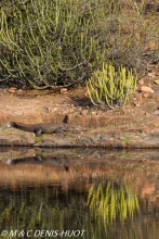 crocodile des marais / broad-snouted crocodile