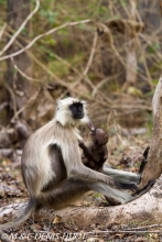 entelle de l'Inde / gray langur