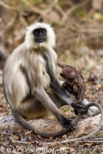 entelle de l'Inde / gray langur