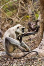 entelle de l'Inde / gray langur