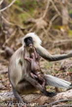 entelle de l'Inde / gray langur