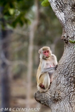 macaque rhesus
