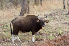 gaur