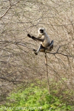 entelle de l'Inde / gray langur