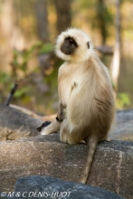 entelle de l'Inde / gray langur