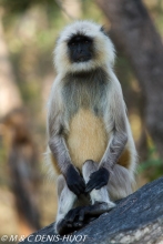 entelle de l'Inde / gray langur