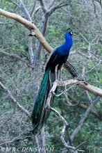 paon bleu / indian peafowl