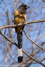 temia vagabonde / rufous treepie