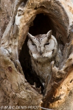 petit-duc à colleir / indian scops owl