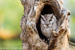 petit-duc à colleir / indian scops owl