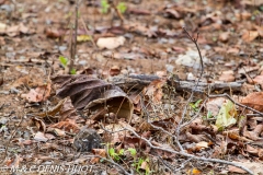 engoulevent indien / Indian nightjar