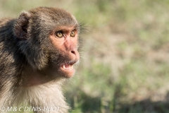macaque rhesus