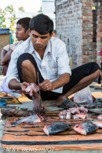 Sunderbans