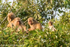 macaque rhesus