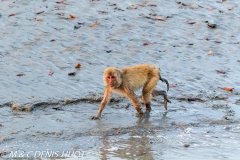 macaque rhesus