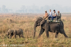 safari à dos d'éléphant / elephant safari