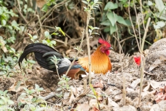 coq bankiva / red junglefowl