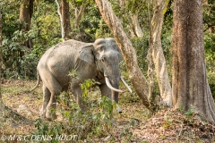 éléphant d'Asie / asian elephant