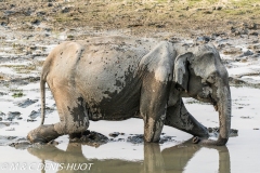 éléphant d'Asie / asian elephant