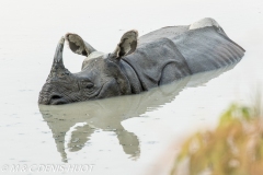 rhinoceros unicorne / indian rhinoceros