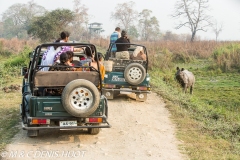 tourisme à Kaziranga / tourism in Kaziranga