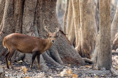 cerf cochon / hog deer