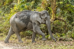 éléphant d'Asie / asian elephant