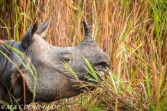 rhinoceros unicorne / indian rhinoceros