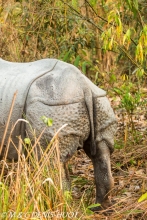 rhinoceros unicorne / indian rhinoceros