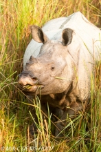 rhinoceros unicorne / indian rhinoceros