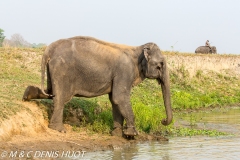 éléphant captif / tamed elephant