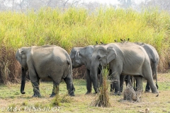 éléphant d'Asie / asian elephant