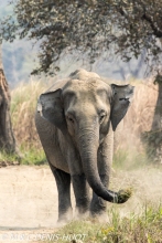 éléphant d'Asie / asian elephant