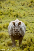 rhinoceros unicorne / indian rhinoceros