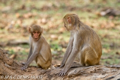 macaque rhesus