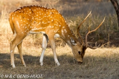 cerf axis / chital