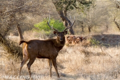 cerf sambar / sambar deer